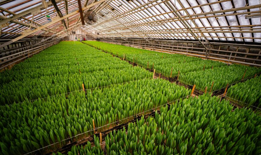 pexels-dmitry-kharitonov-911287485-36081127