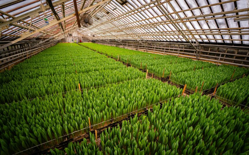 pexels-dmitry-kharitonov-911287485-36081127